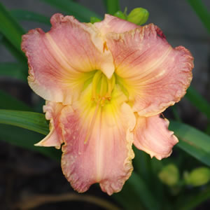 Hemerocallis Humble Cry